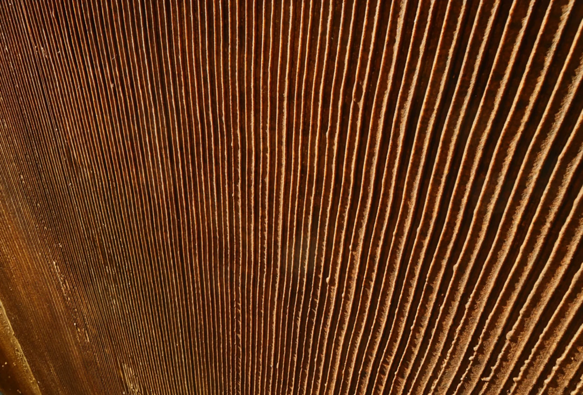 JOKA Naturdesigntapete - Variano Wall Neo Rolle -1019